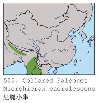 红腿小隼的地理分布图