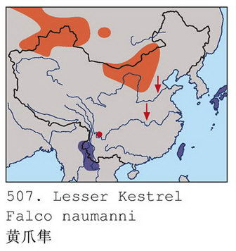 黄爪隼的地理分布图