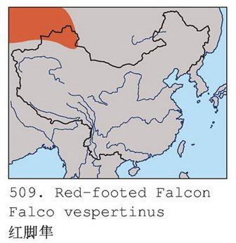 红脚隼的地理分布图