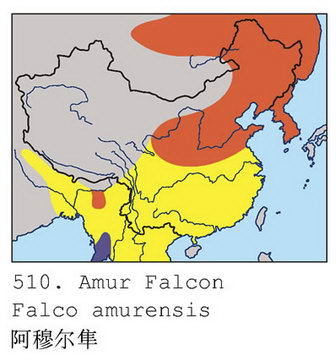 阿穆尔隼的地理分布图