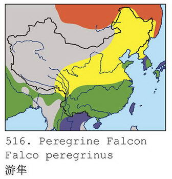 游隼的地理分布图