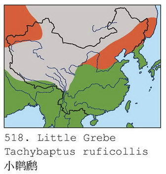 小鸊鷉的地理分布图