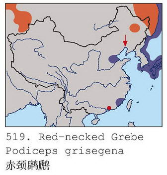 赤颈鸊鷉的地理分布图