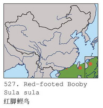 红脚鲣鸟的地理分布图