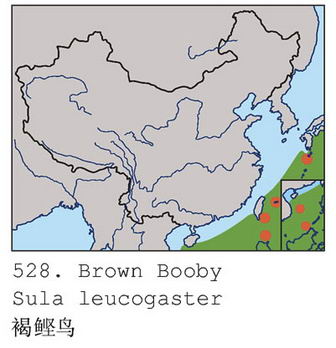 褐鲣鸟的地理分布图