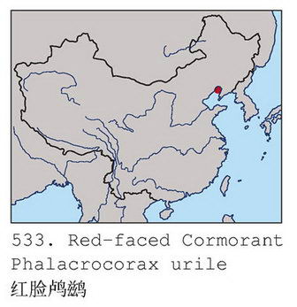 红脸鸬鹚的地理分布图