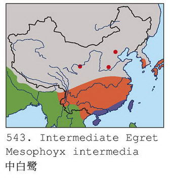 中白鹭的地理分布图