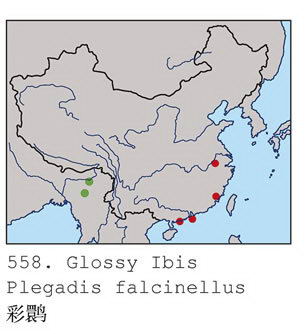 彩鹮的地理分布图