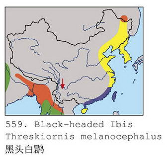 [黑头]白鹮的地理分布图