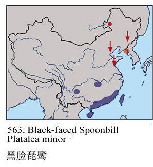 黑脸琵鹭的地理分布图