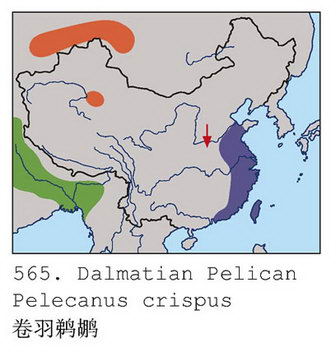 卷羽鹈鹕的地理分布图