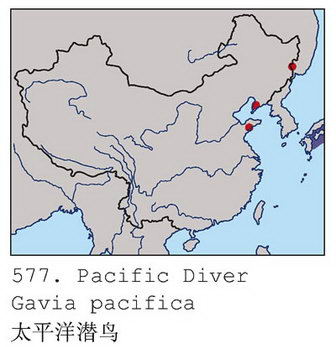 太平洋潜鸟的地理分布图