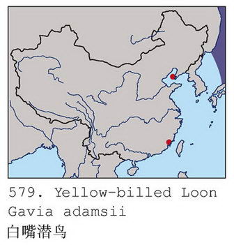 白嘴潜鸟的地理分布图