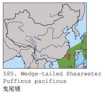 曳尾鹱的地理分布图