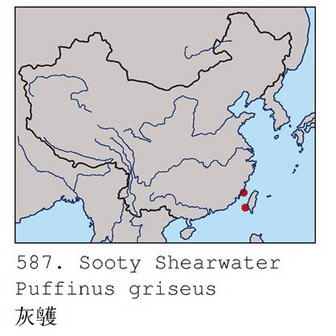 灰鹱的地理分布图