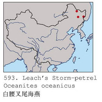 白腰叉尾海燕的地理分布图