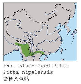 蓝枕八色鸫的地理分布图