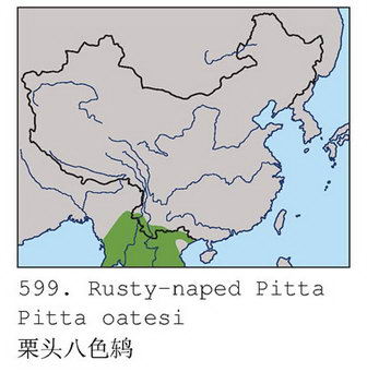 栗头八色鸫的地理分布图