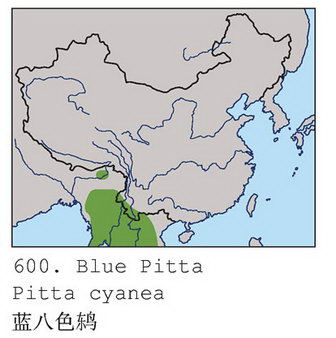 蓝八色鸫的地理分布图