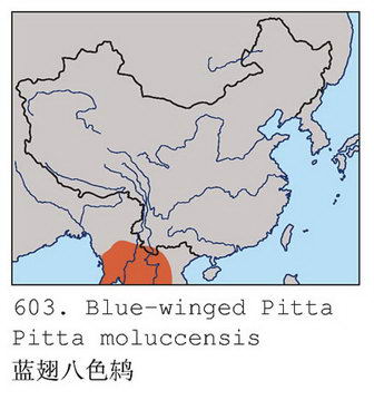 蓝翅八色鸫的地理分布图