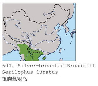 银胸丝冠鸟的地理分布图