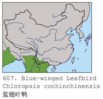 蓝翅叶鹎的地理分布图
