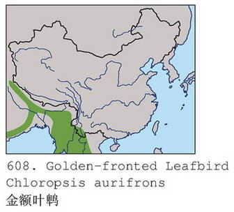 金额叶鹎的地理分布图