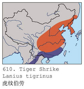 虎纹伯劳的地理分布图