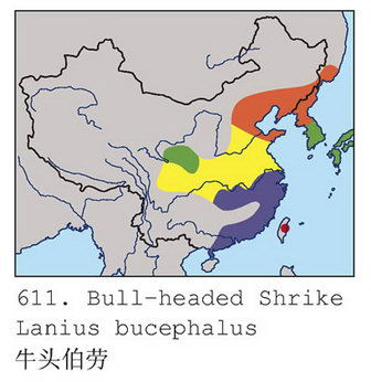 牛头伯劳的地理分布图