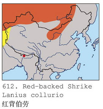 红背伯劳的地理分布图