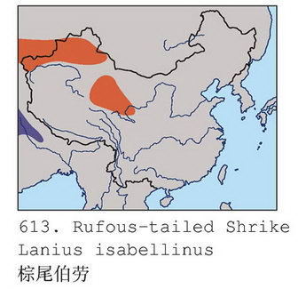 棕尾伯劳的地理分布图