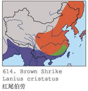 红尾伯劳的地理分布图