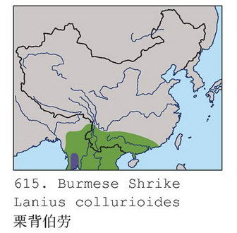 栗背伯劳的地理分布图