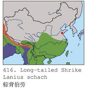 棕背伯劳的地理分布图