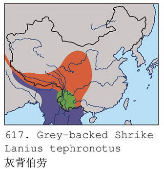 灰背伯劳的地理分布图