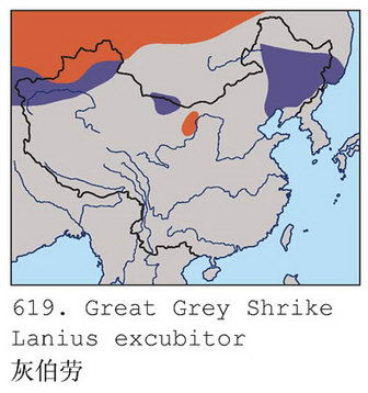 灰伯劳的地理分布图