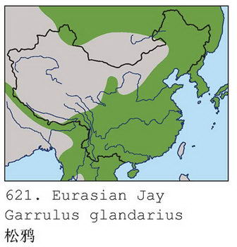 松鸦的地理分布图