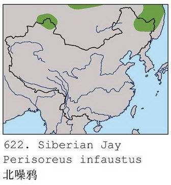 北噪鸦的地理分布图