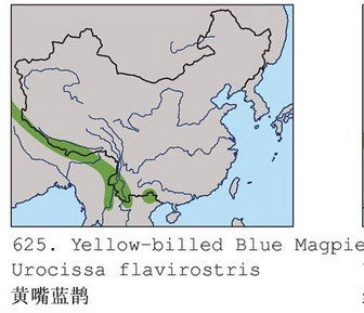 黄嘴蓝鹊的地理分布图