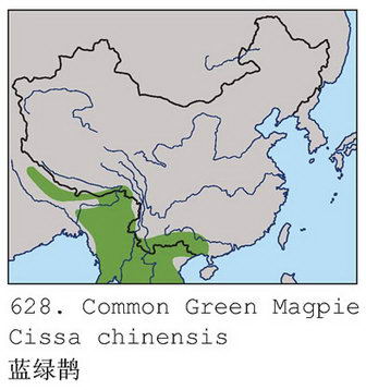 蓝绿鹊的地理分布图
