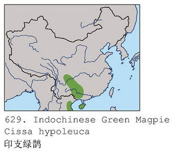 印支绿鹊的地理分布图