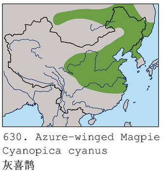 灰喜鹊的地理分布图
