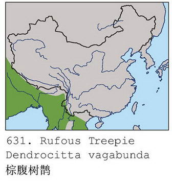 棕腹树鹊的地理分布图