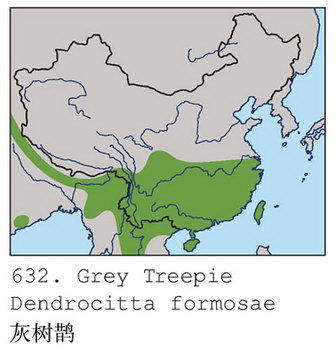 灰树鹊的地理分布图