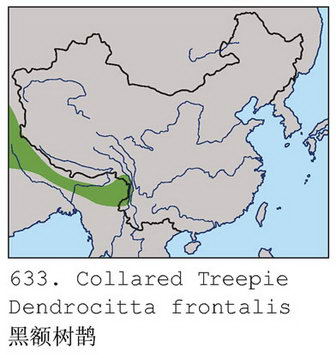 黑额树鹊的地理分布图