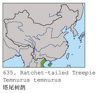 塔尾树鹊的地理分布图