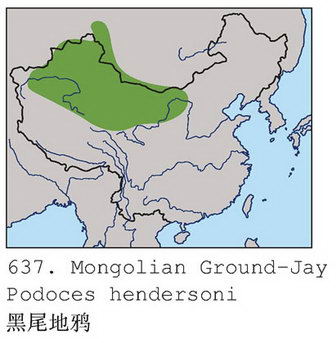 黑尾地鸦的地理分布图