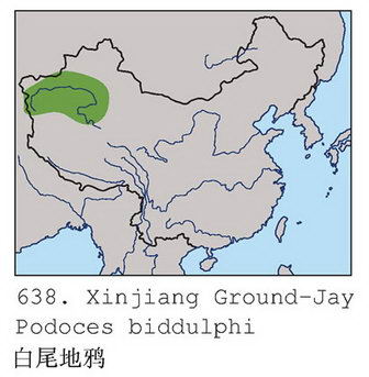 白尾地鸦的地理分布图