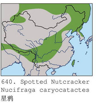 星鸦的地理分布图