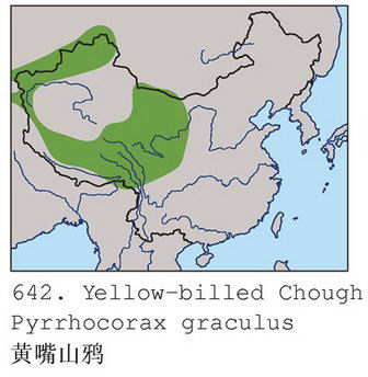 黄嘴山鸦的地理分布图